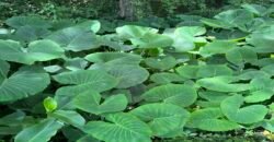 Terreno en Venta – Chapala Haciendas II